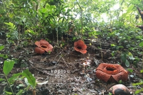 Drie Rafflesia kemumu-bloemen bloeien in de tuin van een lokale dorpeling in Tanah Hitam, Padang Jaya Sub-district, North Bengkulu District, Bengkulu Province, Sumatra Island