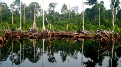 foto : https://indonesia.wetlands.org