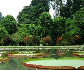Jardin botanique Indrokilo