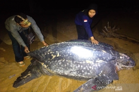 La plus grosse tortue du monde apparaît sur la plage de Paloh, dans l&#039;ouest de Kalimantan