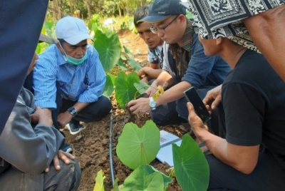 Plantations de taro dans le sud de Sulawesi.