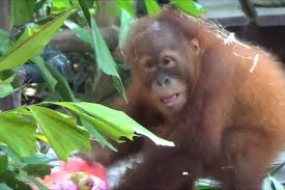 On a relâché 31 orangs-outans dans les zones de conservation depuis janvier