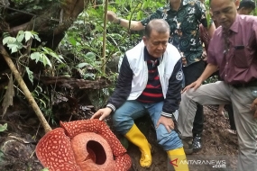 Rafflesia Tuan-mudae attire l&#039;attention des médias dans 32 pays