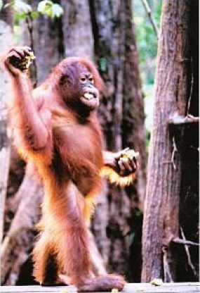 Le WWF Indonésie encourage les mesures de conservation les orangs-outans