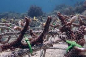 Le ministère des Affaires maritimes et de la Pêche a planté des milliers de fragments de corail pour restaurer l&#039;écosystème et l&#039;économie
