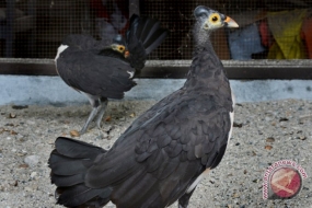15% des oiseaux endémiques d&#039;Indonésie sont menacés d&#039;extinction