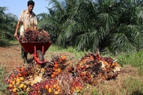 L&#039;Indonésie doit ouvrir un nouveau marché aux palmiers à huile