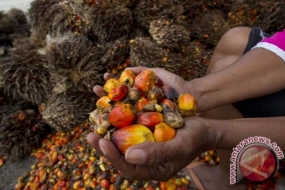 Le gouvernement cible les exportations d&#039;huile de palme en Amérique latine
