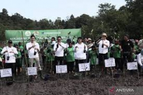 Ministère de l&#039;environnement et des forêts, l’Agence de restauration de la tourbe et de la mangrove et PT Freeport Indonesia ont replanté 2.000 ha de mangroves du Kalimantan oriental