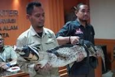 Le Centre de conservation des ressources naturelles de Jakarta (BKSDA) a redéplacé 60 animaux sauvages