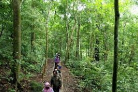 Palangka Raya développera 1.600 hectares de forêt urbaine en écotourisme