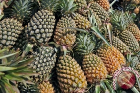 Indonesien   wird Ananas und Drachenfrucht nach China exportieren