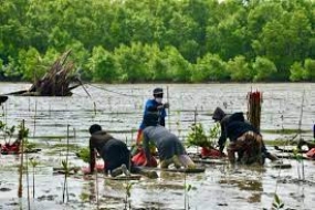 BRGM wird Mangroven-&quot;Silvofishery&quot; in Nord-Kalimantan implementieren