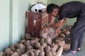 BRIN und das Thai Research Institute verarbeiten  Porang-Knollen zu Nahrungsmittel
