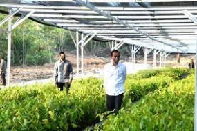 Indonesischer  Präsident besichtigt  die Mentawir-Baumschule  in Ost-Kalimantan