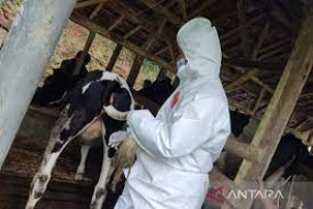 Das Landwirtschaftsministerium will 800.000 Nutztiere vor Eid al-Adha impfen