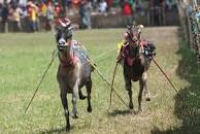 Karapan Kambing -Ziegenrennen