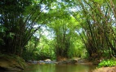 Der Bambuswald  im Dorf  Alu  in Westsulawesi