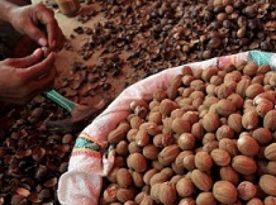 Dinas Sulawesi Utara Buka Pasar Baru Ekspor Pala ke Arab Saudi