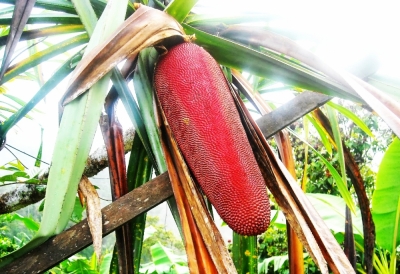パプア州のBUAH MERAH（赤い果物）
