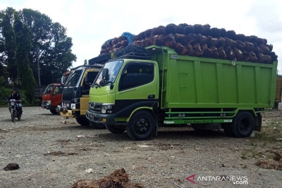 周二（2/4/2019）在Pante Ceureumen区Padang Sikabu地区的PT Karya Tanah Subur综合体的CPO石油加工厂前排放农民的棕榈油FFB运输卡车。