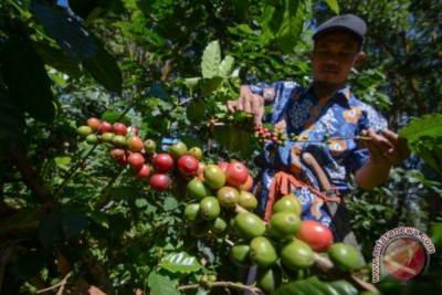 印度尼西亚咖啡瞄准澳大利亚市场