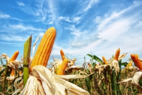 农业部增加  玉米高产品种的利用