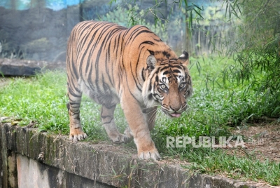 苏门答腊虎。