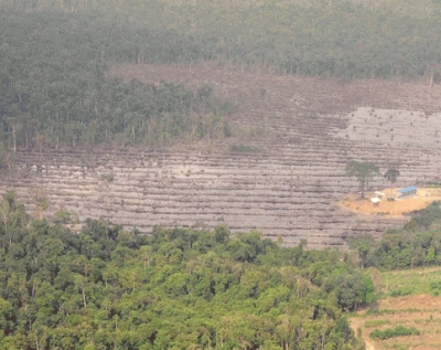 Indonesia reduce con éxito la deforestación y los incendios forestales y terrestres
