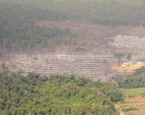 Indonesia reduce con éxito la deforestación y los incendios forestales y terrestres