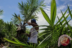 El Parlamento Europeo votará sobre el aceite de palma de Indonesia