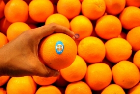 Pakistán- Indonesia realizan la cooperación de importación de naranjas de Kino