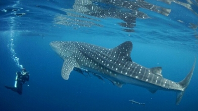 El tiburón ballena  en Gorontalo