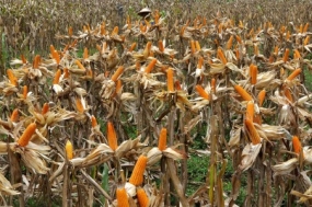 أطلق وزير الزراعة صادرات 60 ألف طن من الذرة إلى الفلبين