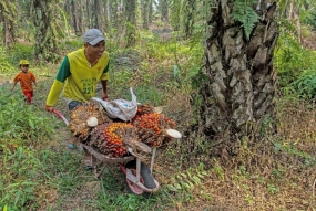 Pekerja melansir Tandan Buah Segar (TBS) Kelapa Sawit di Pekanbaru, Riau, Rabu (20/3/2019).