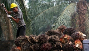LIPI beveelt de ontwikkeling van groene brandstofraffinaderijen op basis van palmolie aan