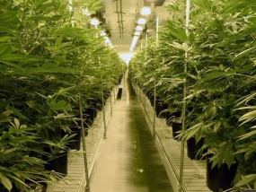 De politie reageert op de cannabisaanbevelingen van de WHO en citeert de drugswet