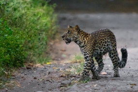 Javaanse luipaarden, de laatste grote kat van het land van Java die nog steeds overleeft