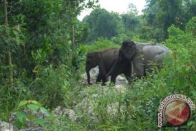 Sumatraanse olifant vernietigt de landbouwgronden van dorpelingen in Atjeh