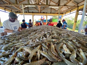 Minister KKP: Ik wil dat Indonesië de grootste visserijproducent ter wereld wordt