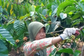 De export van landbouwproducten uit Indonesië stijgt met 11% tot Rp 359,5 biljoen