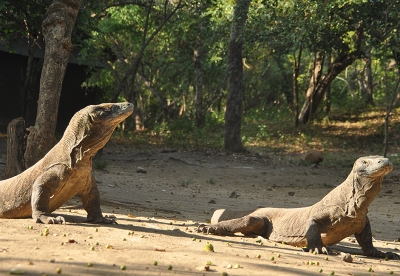 Komodo Island