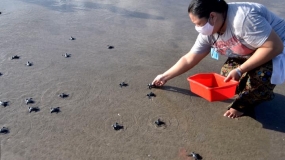 Duizenden zeeschildpadden komen uit op het strand van Raja Ampat