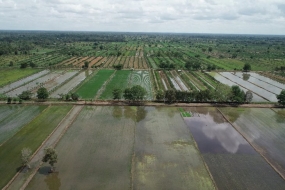 Padiegebied in moerasgebied in Zuid-Sumatra, ontwikkeld door het Onderzoeks- en Ontwikkelingsagentschap van het Ministerie van Landbouw via het Serasi-programma. 