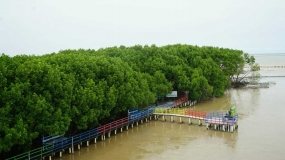 Mangrove marien toeristisch dorp: een trots van Brebes