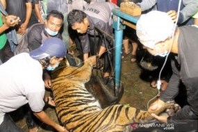 Sumatraanse tijger in Atjeh veilig gevonden maar in zwakke toestand