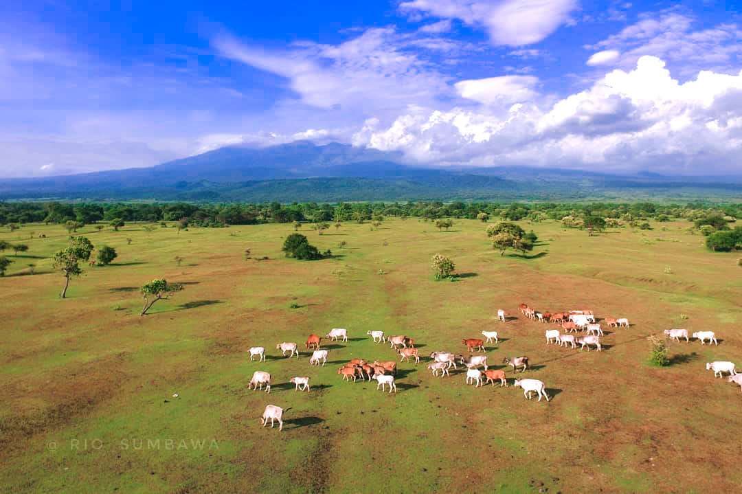 Savana Doro Ncanga