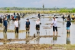 Le président Jokowi a planté des mangroves avec les ambassadeurs à Tana Tidung