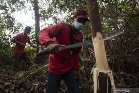 Indonésie, la Malaisie et l&#039;Union européenne forment un groupe de travail sur la réglementation de la déforestation