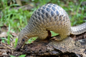 La Chine ordonne la protection des pangolins au plus haut niveau